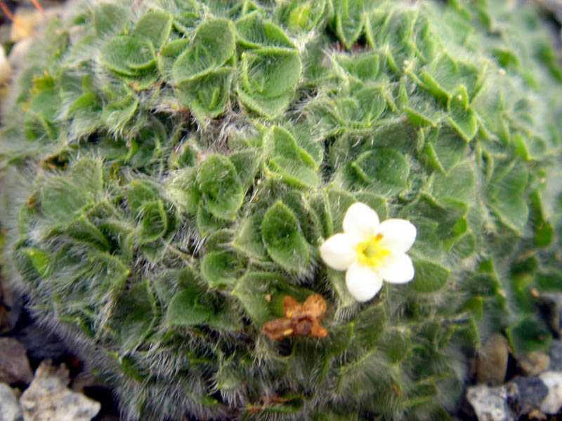 Myosotis pulvinaris photo